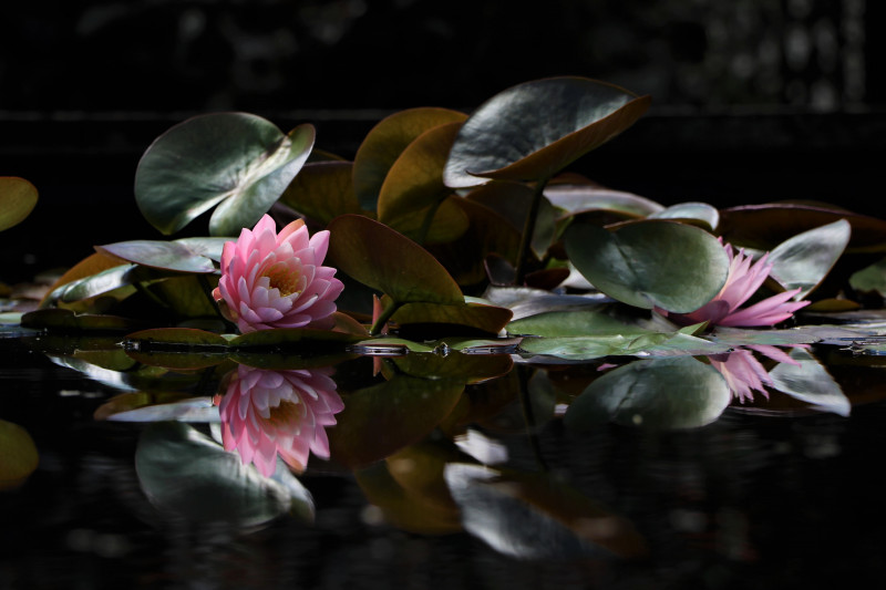Lily pond