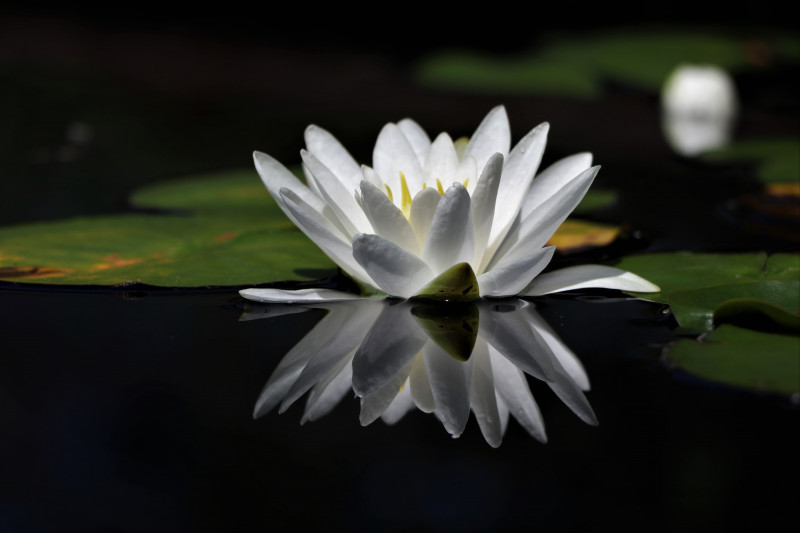 Reflecting lily