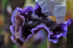 Iris-lace-