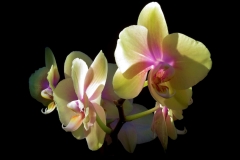 Orchid beauty