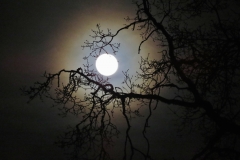 Oak moon 5
