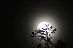 Oak moon and fog